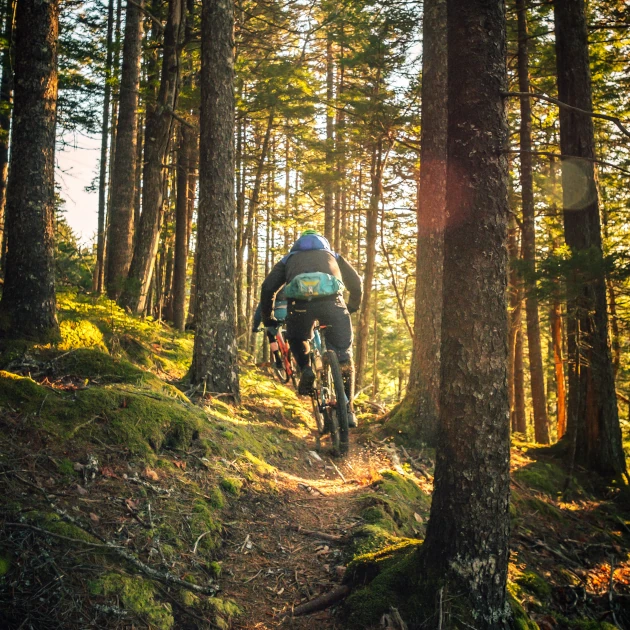 mountain bikers riding through a forest trail warmed by a low sun